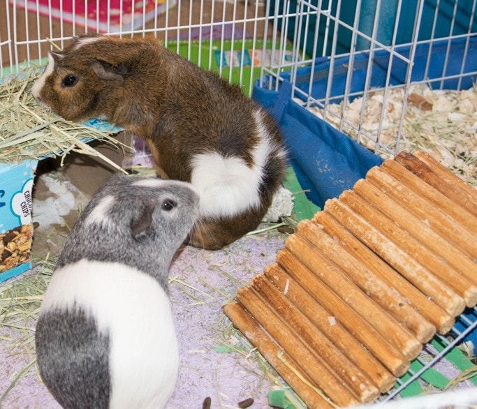 minimum space for 2 guinea pigs