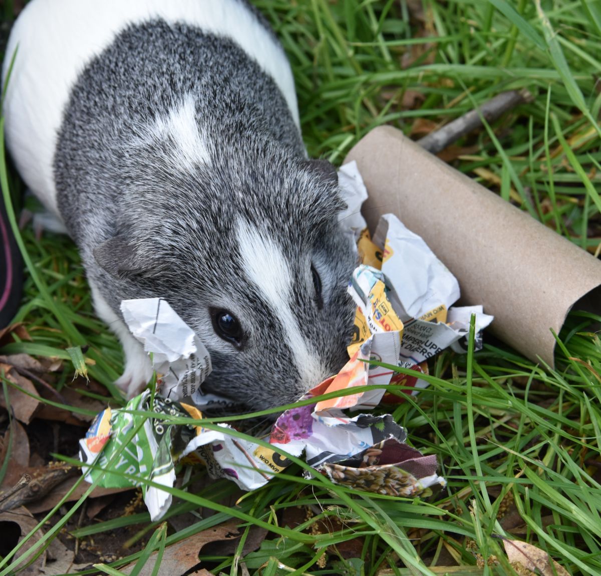 12 DIY Chew Toys for your Guinea Pig Small Pet Parade