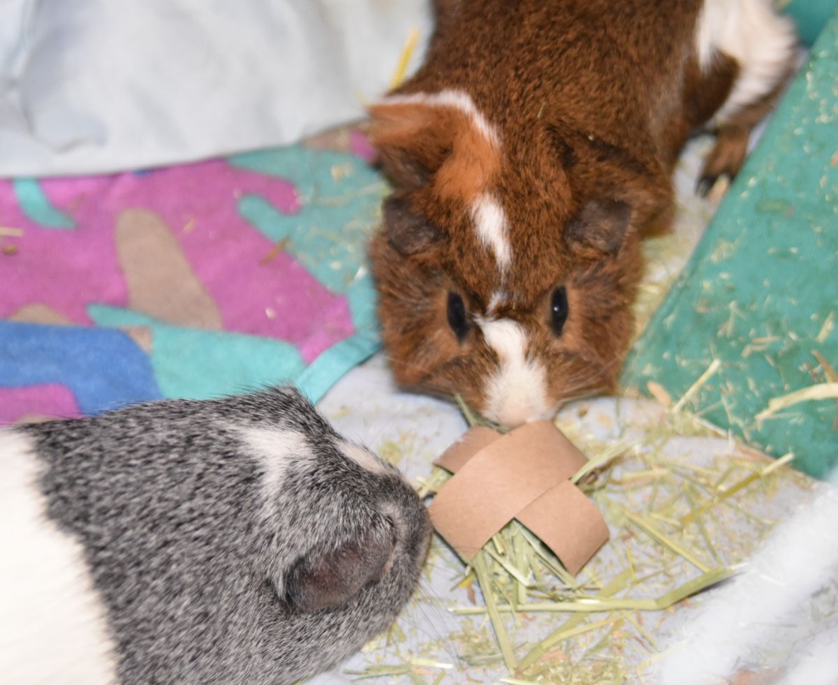 11 Diy Chew Toys For Your Guinea Pig